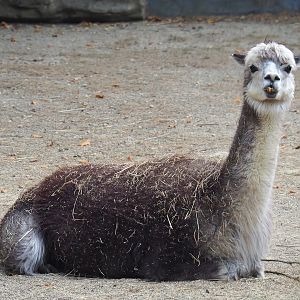 Alpaca (Vicugna pacos), 2022-08-16