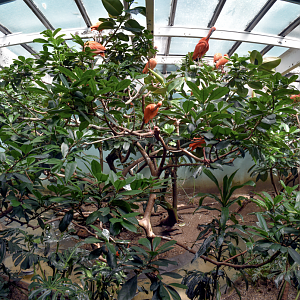 Jun. 2023 - Aquatic Bird House - Scarlet Ibis Exhibit