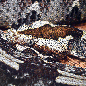 Jun. 2023 - World of Reptiles - Rhinoceros Viper
