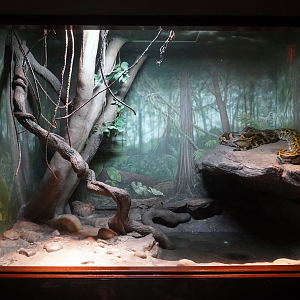 Jun. 2023 - World of Reptiles - Burmese Python Exhibit