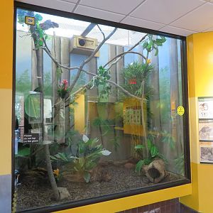 Treeshrew Exhibit