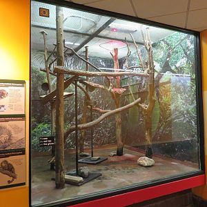 Prehensile-tailed Porcupine Exhibit