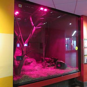Bettong Exhibit