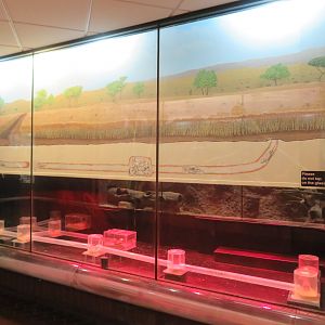 Naked Mole Rat Tubes