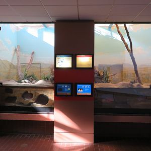 Black-footed Ferret Exhibit