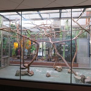 Prehensile-tailed Porcupine Exhibit