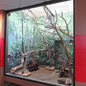 Prevost's Squirrel Exhibit