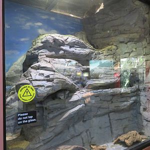 Chinchilla Exhibit