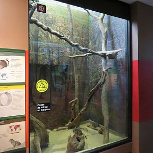 Degu Exhibit