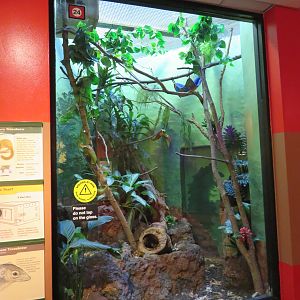 Treeshrew Exhibit