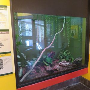 Hedgehog Tenrec Exhibit