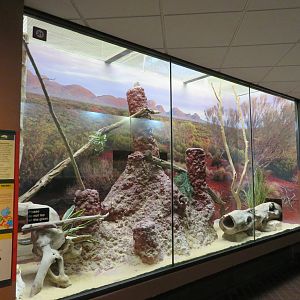 Dwarf Mongoose Exhibit
