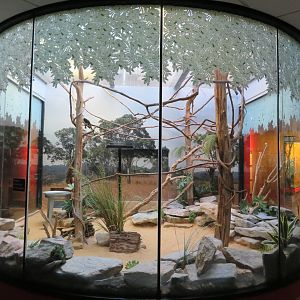 Von der Decken's Hornbill Exhibit