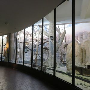 Red Ruffed Lemur Exhibit