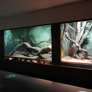 Jun. 2023 - World of Reptiles - Burmese Python + Reticulated Python + Green Anaconda Exhibits