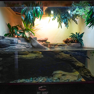 Jun. 2023 - World of Reptiles - Dwarf Crocodile Exhibit