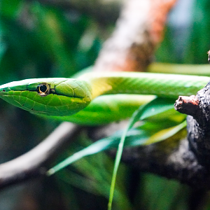 Jun. 2023 - World of Reptiles - Green Vine Snake