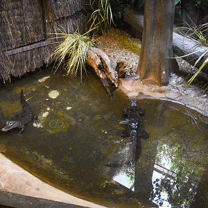 Jun. 2023 - World of Reptiles - Chinese Alligator Exhibit