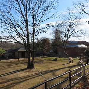 Przewalski's Horse Paddock