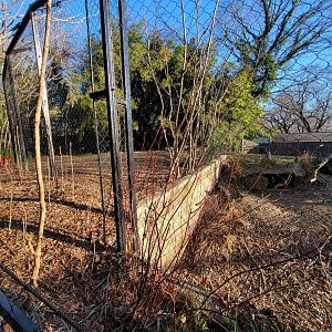 Smithsonian 2/22 -  Middle cheetah yard