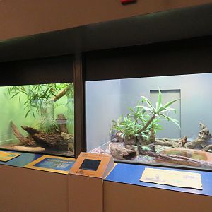 Cobra and Tortoise Exhibits