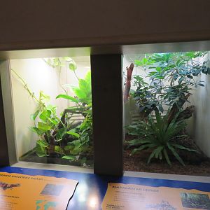 Small Lizard Exhibits