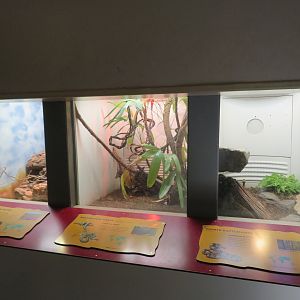 Small Reptile Exhibits