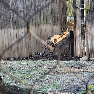 Smithsonian 2/22 -  Middle cheetah yard, door to inside