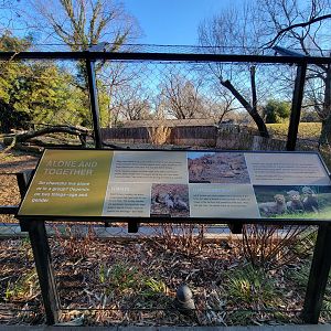 Smithsonian 2/22 -  Cheetahs, alone or in a group?