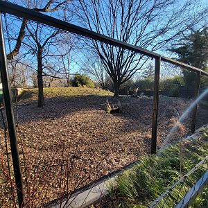 Smithsonian 2/22 -  Main/corner cheetah yard