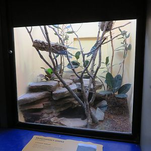 Smallwood's Anole Exhibit