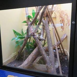 Timor Python Exhibit