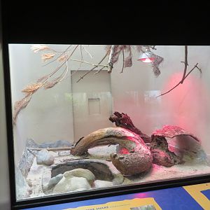 Northern Pine Snake Exhibit