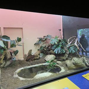 False Water Cobra Exhibit