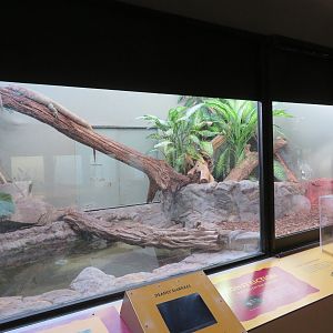 Caiman Lizard Exhibit