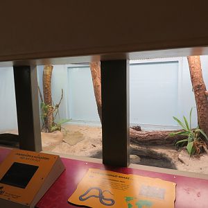 Eastern Indigo Snake Exhibit