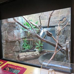 Black Tree Monitor Exhibit