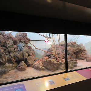 Blue Iguana Exhibit