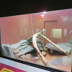 Black-headed Python Exhibit