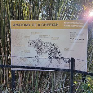 Smithsonian 2/22 -  Anatomy of a Cheetah