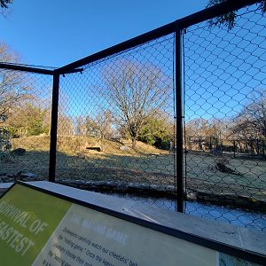 Smithsonian 2/22 -  Main/corner cheetah yard