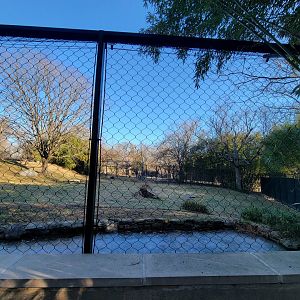 Smithsonian 2/22 -  Main/corner cheetah yard