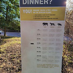 Smithsonian 2/22 -  Main/corner cheetah yard, What's for Dinner?