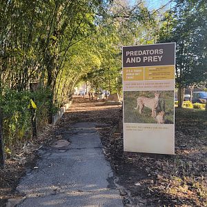 Smithsonian 2/22 -  Main/corner cheetah yard, Predator and Prey