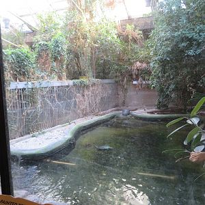 Tomistoma/Terrapin Exhibit