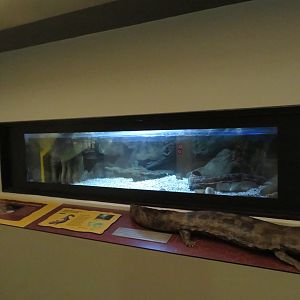 Japanese Giant Salamander Tank