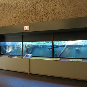 Australian Turtles Tank