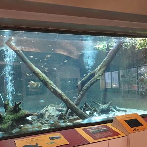 Fly River Turtle Tank