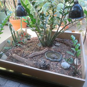 Box for Baby Tortoise