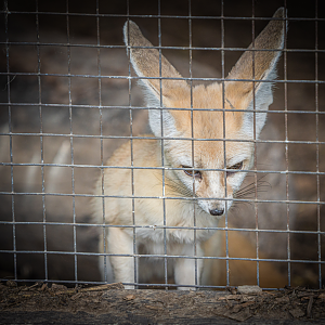 Fennec Fox